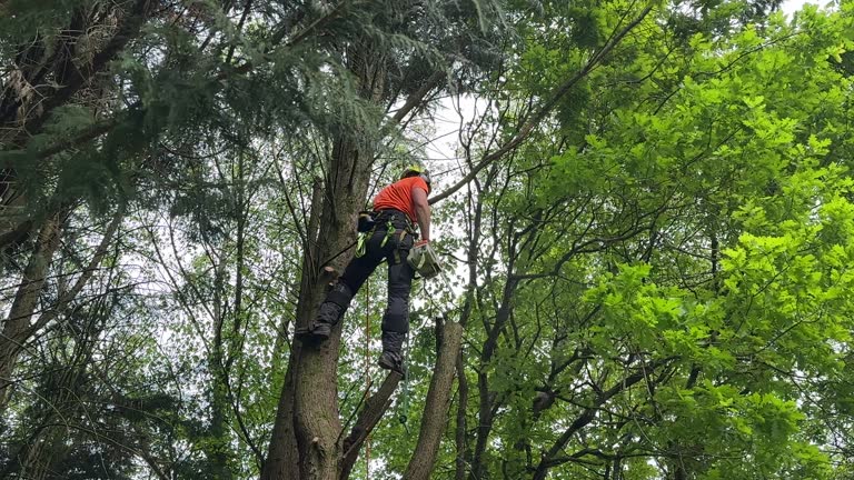 Best Tree Trimming and Pruning  in Glastonbury Center, CT